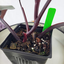 Load image into Gallery viewer, Philodendron Pink Princess, Exact Plant Variegated Ships Nationwide