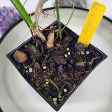 Load image into Gallery viewer, Philodendron Quercifolium x Pedatum 4" pot, Fedex 2 day*