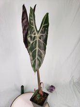 Load image into Gallery viewer, Longiloba Denudata, Exact Plant, Alocasia