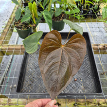 Load image into Gallery viewer, Anthurium Red Beauty, Exact Plant Ships Nationwide
