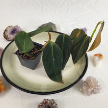 Load image into Gallery viewer, Philodendron Gigas 2.5" pot, Fedex 2day*