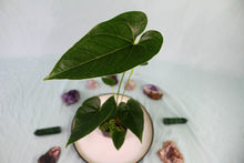 Load image into Gallery viewer, Anthurium Decipiens, 4'' pot, Ships Nationwide