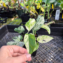 Load image into Gallery viewer, Epipremnum Pinnatum Marble, Exact Plant Variegated Ships Nationwide