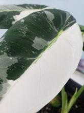 Load image into Gallery viewer, Frydek, Exact Plant, double plant, variegated Alocasia