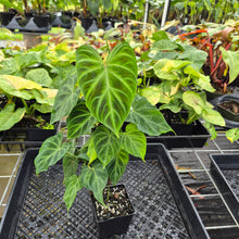 Load image into Gallery viewer, Philodendron Verrucosum, Exact Plant Ships Nationwide