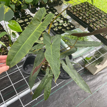 Load image into Gallery viewer, Philodendron Atabapoense Dark Form exact plant, Fedex 2day*