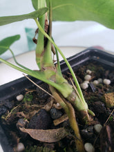 Load image into Gallery viewer, Anthurium Angamarcanum 4" pot, Fedex 2day*