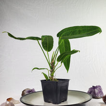 Load image into Gallery viewer, Anthurium Warocqueanum, Queen, Exact Plant