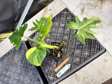 Load image into Gallery viewer, Philodendron Radiatum, Exact Plant Variegated Ships Nationwide