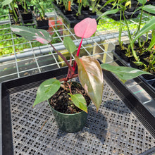 Load image into Gallery viewer, Philodendron Pink Princess Variegated exact plant, Fedex 2day*