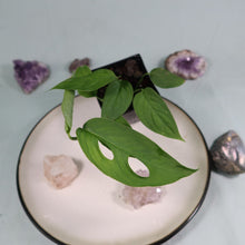 Load image into Gallery viewer, Monstera adansonii Laniata Shipped Nationwide