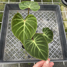 Load image into Gallery viewer, Philodendron Verrucosum Amazon Sunset exact plant, Fedex 2day*