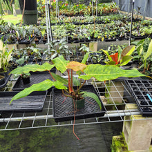 Load image into Gallery viewer, Philodendron Orange Marmalade, Autumn Queen exact plant, Fedex 2day