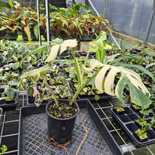 Load image into Gallery viewer, Monstera Borsigiana Albo Deliciosa Variegated exact plant, Fedex 2day*