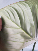 Load image into Gallery viewer, Gloriosum XL, exact plant, Philodendron, ships nationwide