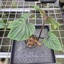 Load image into Gallery viewer, Philodendron Plowmanii exact plant, Fedex 2day*