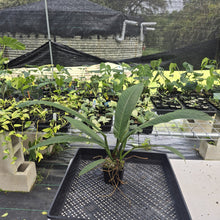 Load image into Gallery viewer, Philodendron Campii Lynette exact plant, Fedex 2day*
