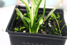 Load image into Gallery viewer, Variegated Spathiphyllum Jessica Exact Plant