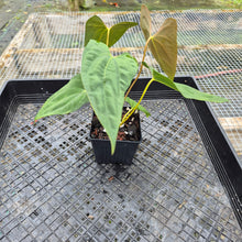 Load image into Gallery viewer, Anthurium Papillilaminum Fort Sherman X Ralph Lynam, Exact Plant Ship Nationwide