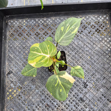 Load image into Gallery viewer, Philodendron Gloriosum Exact Plant Ships nationwide