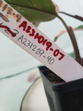 Load image into Gallery viewer, Pink Princess, exact plant, variegated Philodendron, ships nationwide