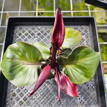 Load image into Gallery viewer, Philodendron Red Heart, Exact Plant