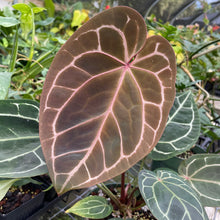 Load image into Gallery viewer, Anthurium Red Crystallinum Doc Block 6" pot, Fedex 2day