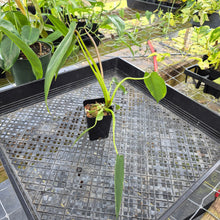Load image into Gallery viewer, Philodendron Spiritus Sancti, Exact Plant Ships Nationwide