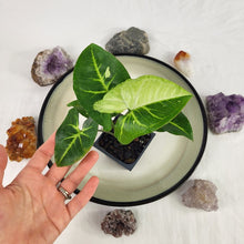 Load image into Gallery viewer, Syngonium Panda Variegated 2.5" pot, Fedex 2day*
