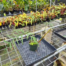Load image into Gallery viewer, Philodendron Polypodioides, Exact Plant Ships Nationwide