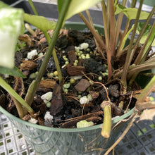 Load image into Gallery viewer, Syngonium Podophyllum Albo Variegata exact plant, Fedex 2day