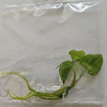 Load image into Gallery viewer, Anthurium Dark Phoenix variegated tissue culture 2DayAir