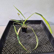 Load image into Gallery viewer, Philodendron Holtonianum Variegated exact plant, Fedex 2day*