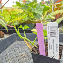 Load image into Gallery viewer, Syngonium Mango Allusion, Orm Thong, Exact Plant Variegated Ships Nationwide