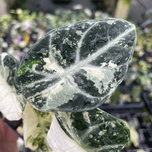 Load image into Gallery viewer, Alocasia Ninja Albo, Variegated 2.5" pot, Fedex 2day*