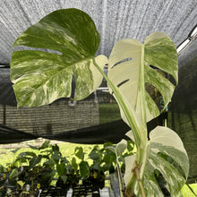 Load image into Gallery viewer, Monstera Borsigiana Albo Deliciosa Variegated exact plant, Fedex 2day*
