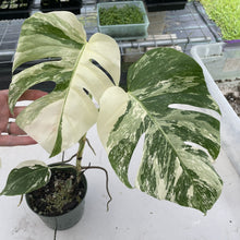 Load image into Gallery viewer, Monstera Borsigiana Albo Deliciosa Variegated exact plant, Fedex 2day*