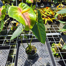Load image into Gallery viewer, Anthurium Anuenue Obake Bicolor pink/green Fedex 2day