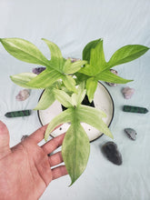 Load image into Gallery viewer, Florida Ghost, Exact Plant, Philodendron