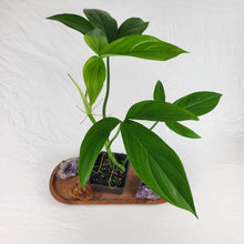 Load image into Gallery viewer, Philodendron Tripartitum 4" pot, Fedex 2 day*