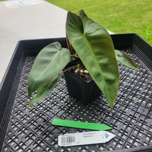 Load image into Gallery viewer, Philodendron Maximum , Exact Plant Ships Nationwide