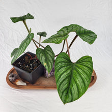Load image into Gallery viewer, Philodendron Plowmanii 4" pot, Fedex 2 day*