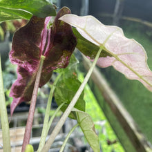 Load image into Gallery viewer, Alocasia Psuedosanderiana pink Variegated 2.5" pot, Fedex 2day*