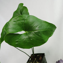 Load image into Gallery viewer, Anthurium Watermaliense 4" pot, Fedex 2day*