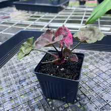 Load image into Gallery viewer, Syngonium Strawberry Ice Variegated 4" pot, Fedex 2day*