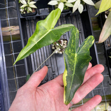 Load image into Gallery viewer, Alocasia Sarian aurea variegated 2.5" pot, Fedex 2day*