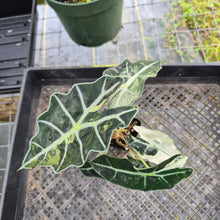 Load image into Gallery viewer, Alocasia Polly Snowflake Pink Variegated, Exact Plant Ships Nationwide.