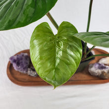 Load image into Gallery viewer, Philodendron Sodiroi True Form 4" pot, Fedex 2 day*