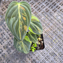 Load image into Gallery viewer, Philodendron Melanochrysum, Exact Plant Variegated Ships Nationwide
