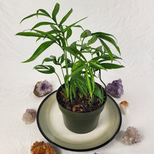Load image into Gallery viewer, Monstera Subpinnata 6" pot, Fedex 2day